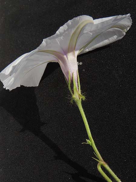 a morning-glory, Ipomoea species, from Voi, Kenya, photo © by Michael Plagens
