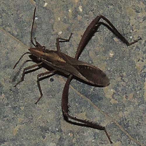 Broad-headed Bugs, Alydidae, at lights near Lake Baringo, Kenya. Photo © by Michael Plagens