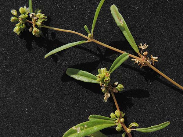 Silene burchellii in Kenya, photo © by Michael Plagens