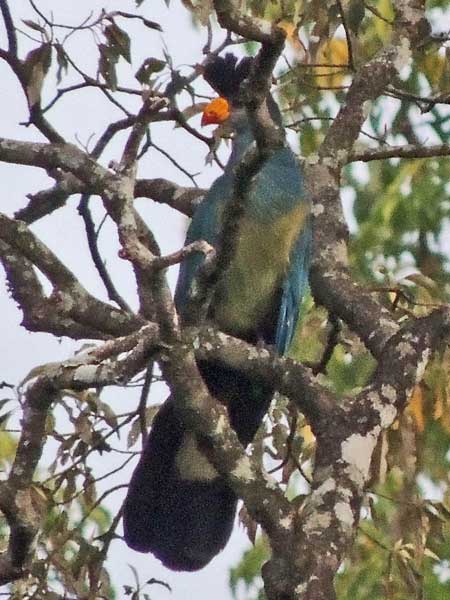 Great Blue Turaco, Corythaeola cristata, photo © by Michael Plagens.
