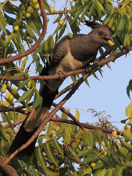 White-bellied Go-Away-Bird, photo © by Michael Plagens.