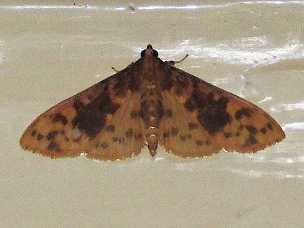 a Crambidae moth from Kakamega, Kenya, Oct. 2016. Photo © by Michael Plagens