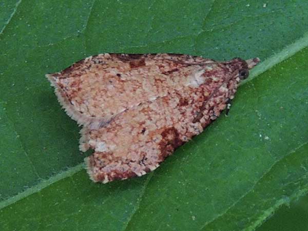 a Crambidae moth from Wundanyi, Kenya, Oct. 2016. Photo © by Michael Plagens