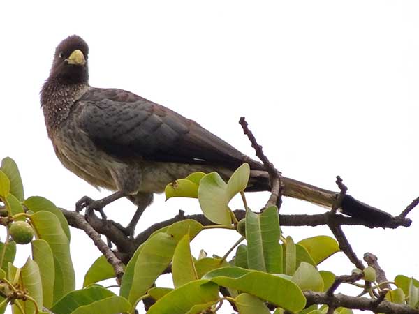 Eastern Plantain-eater, Crinifer zonurus, photo © by Michael Plagens.