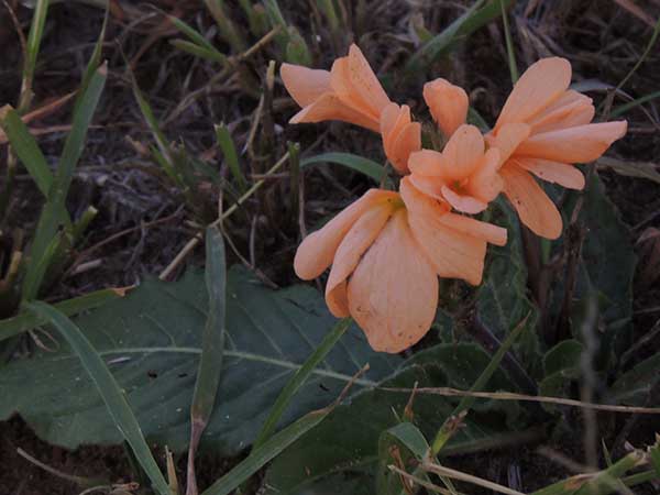 Crossandra photo © by Michael Plagens