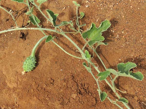 Cucumis species from Voi, Kenya, photo © by Michael Plagens