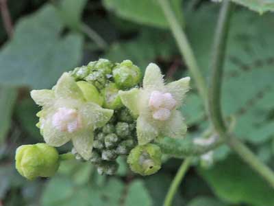 Zehneria species from Taita Hills, Kenya, photo © by Michael Plagens