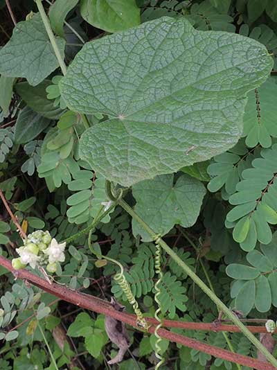 Zehneria species from Taita Hills, Kenya, photo © by Michael Plagens