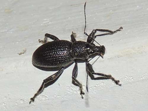 Curculionidae from Taita Hills, Kenya. Photo © by Michael Plagens