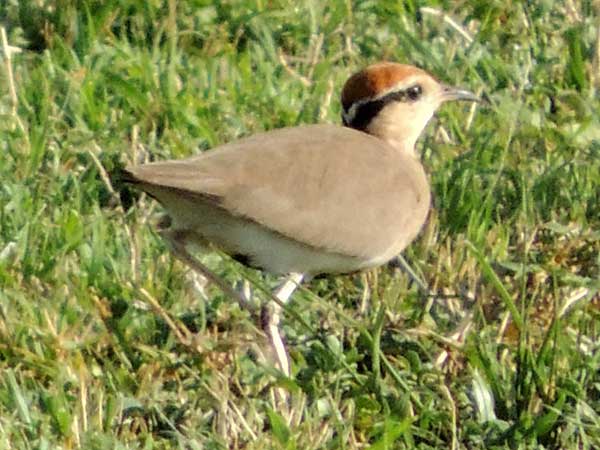 Temminck's Courser, Cursorius temminckii, photo © by Michael Plagens.