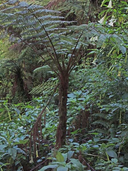 Cyatheaceae sp. fern photo © by Michael Plagens