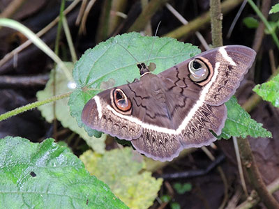 a noctuidae owl moth, Cyligramma latona, from Mt Kenya. Photo © by Michael Plagens