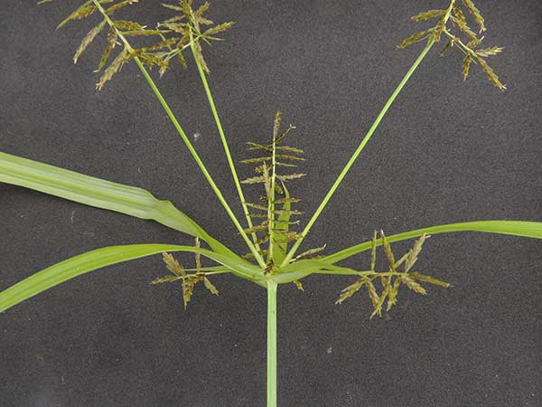 sedge growing among roadside weeds at Wundanyi, Taita Hills, Kenya, photo © by Michael Plagens