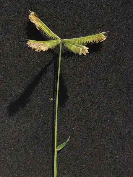Dactyloctenium aegyptium in Kenya, photo © by Michael Plagens