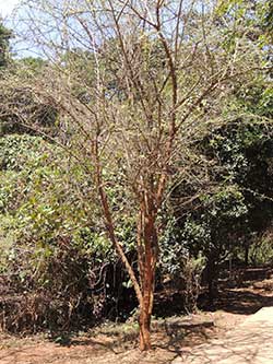 Habit of Dalbergia melanoxylon, Kenya, photo © by Michael Plagens