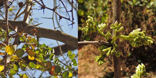 Dalbergia melanoxylon, Kenya, photo © by Michael Plagens