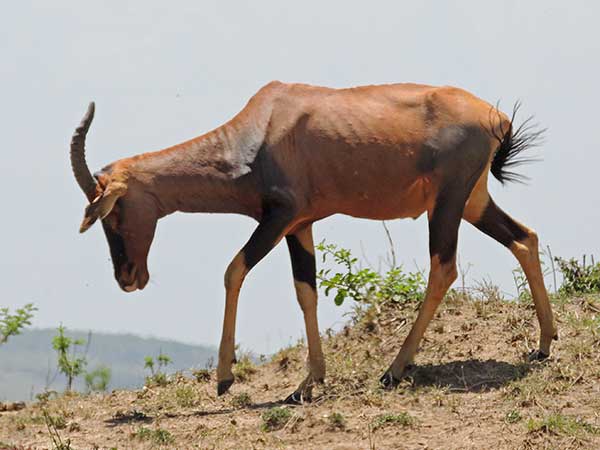 Topi (Antelope), Damaliscus lunatus, photo © by Michael Plagens