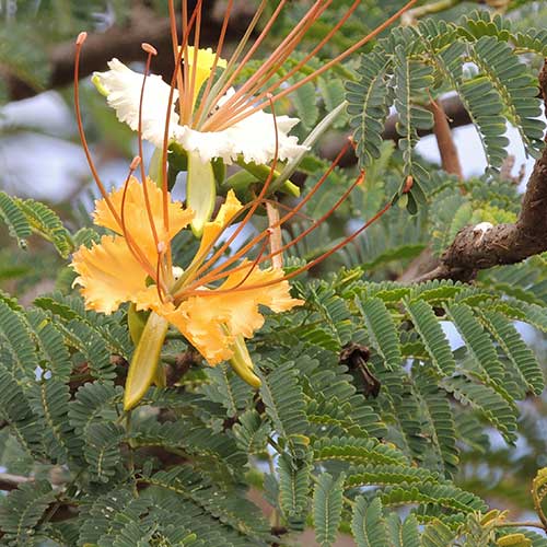 Creamy Peacock Flower, Delonix elata, Mombasa, Kenya, photo © by Michael Plagens