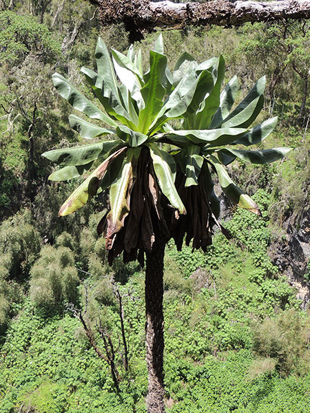 tree composite Giant Groundsel, Dendrosenecio sp., Kirinyaga, Kenya, photo © by Michael Plagens