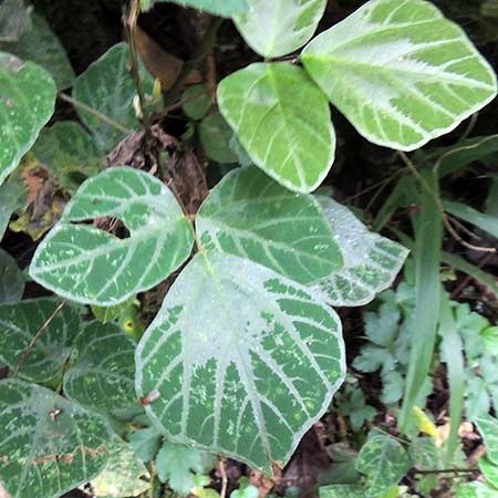 Desmodium, Kenya, photo © by Michael Plagens