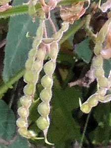 Desmodium intortum, Kenya, photo © by Michael Plagens