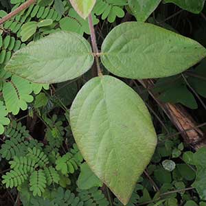 Desmodium intortum, Kenya, photo © by Michael Plagens