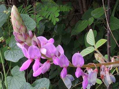 Desmodium intortum, Kenya, photo © by Michael Plagens