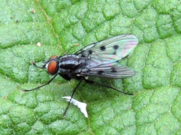 a Fly, possible Muscoideae, observed at Gatamaiyo Forest, Nakuru County, Kenya. Photo © by Michael Plagens