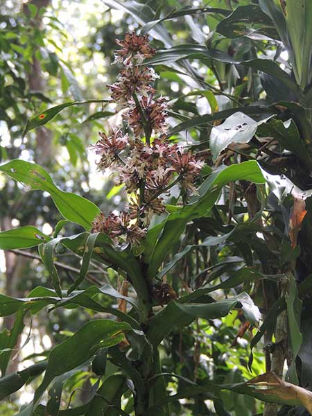 Dracaena fragrans in Kenya photo © by Michael Plagens