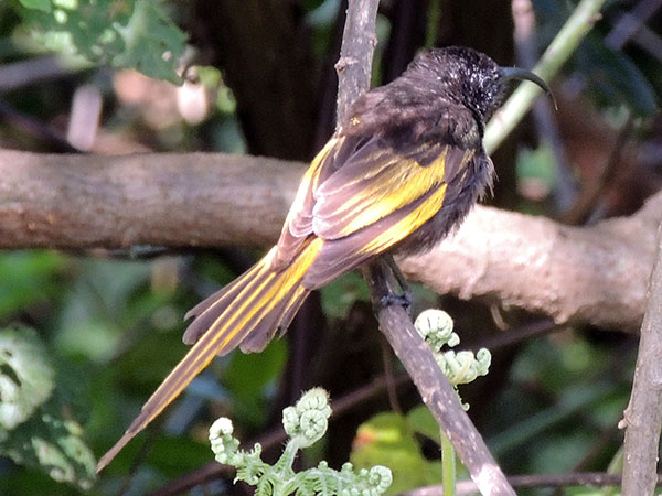 Golden-winged Sunbird, Drepanorhynchus reichenowi, photo © by Michael Plagens.