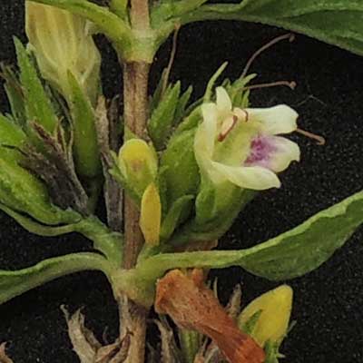 Acanthaceae, possibly Duosperma sp., from Voi, Kenya, photo © by Michael Plagens