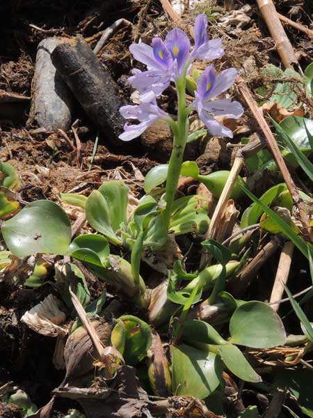 Water Hyacinth Kenya, photo © by Michael Plagens