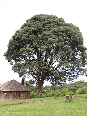 Cape Ash, Ekebergia capensis, Kenya, photo © by Michael Plagens