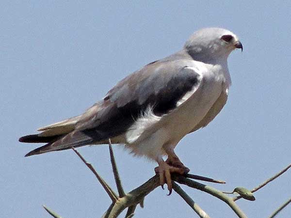 Black-winged Kite, Elanus caeruleus, photo © by Michael Plagens