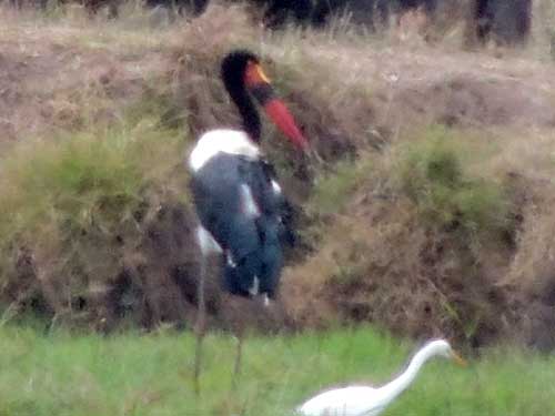 Saddle-billed Stork, Ephippiorhynchus senegalensis, photo © by Michael Plagens