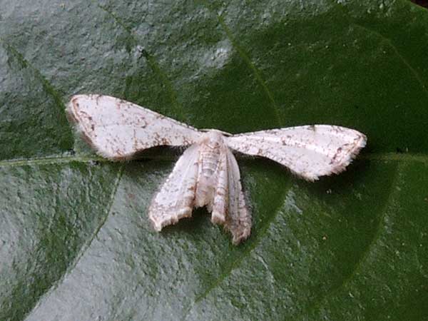 Epipleminae moth from Kenya. Photo © by Michael Plagens