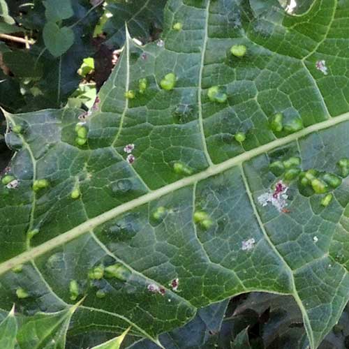 Eriophyidae mites on Acanthus polystachyus at Kakamega Forest, Kenya. Photo © by Michael Plagens