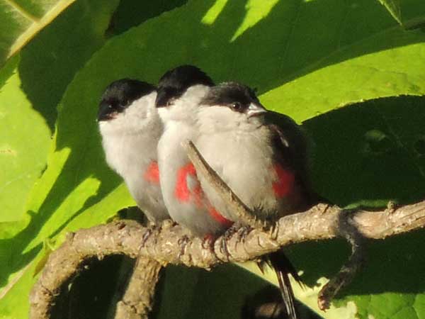 Black-headed/Kandt's Waxbill photo © by Michael Plagens.