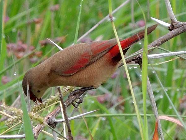 Crimson-rumped Waxbill photo © by Michael Plagens.