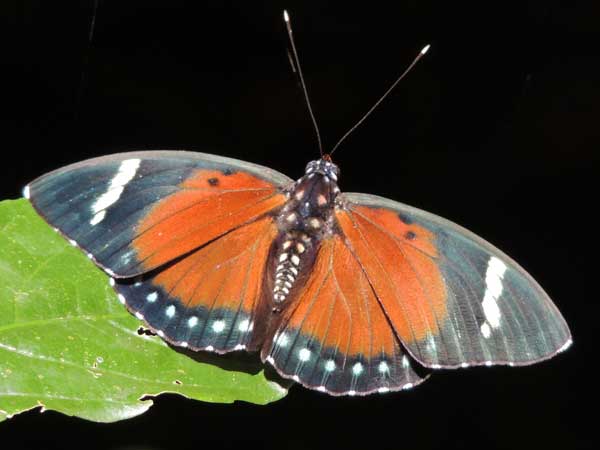 an orange forester, possibly Euphaedra rattrayi, from Kakamega, Kenya, Oct. 2016. Photo © by Michael Plagens