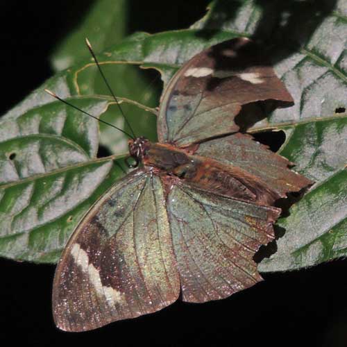 a forester, possibly Euphaedra medon, from Kakamega, Kenya, Oct. 2016. Photo © by Michael Plagens