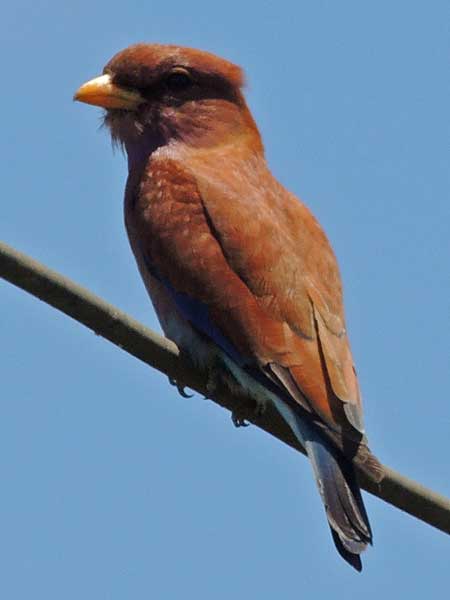 Broad-billed Roller, Eurystomus glaucurus, photo © by Michael Plagens.