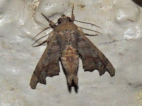Eutellidae moth from Kenya. Photo © by Michael Plagens