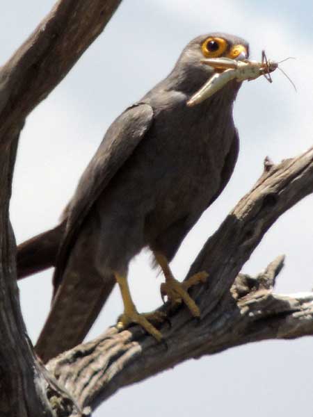 Grey Kestrel, Falco ardosiaceus, photo © by Michael Plagens