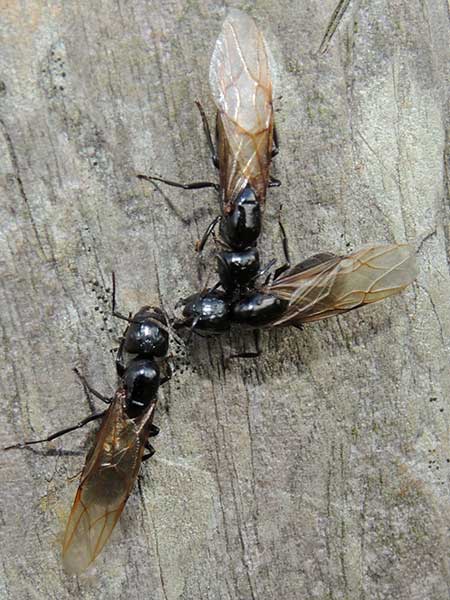 a Carpenter ant, Camponotus, from Kakamega, Kenya, photo © by Michael Plagens