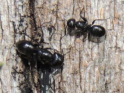 a major worker of Camponotus ant from Kakamega Forest, Kenya, photo © by Michael Plagens