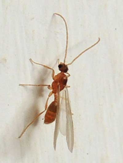 a winged reproductive female ant, Formicidae, Myrmicinae, Kenya, May 2017. Photo © by Michael Plagens