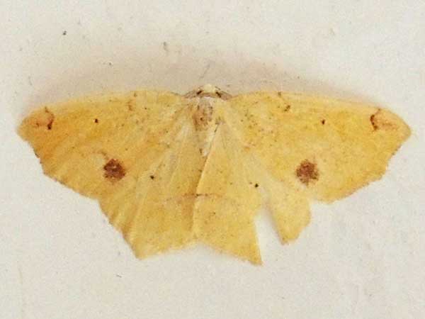 Geometridae moth from Kenya. Photo © by Michael Plagens