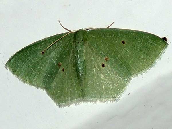 Emerald Geometridae moth from Kenya. Photo © by Michael Plagens