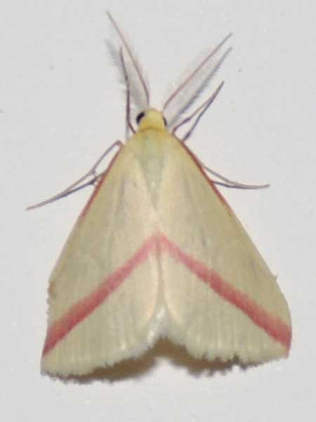 Pink-lined Geometridae moth, possibly Rhodometra, from Kenya. Photo © by Michael Plagens